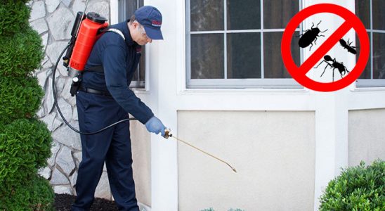 Kavaklıdere Kemirgen İlaçlama böcek ilaçlama ve haşere kontrolü — ilaclama-tr.com
